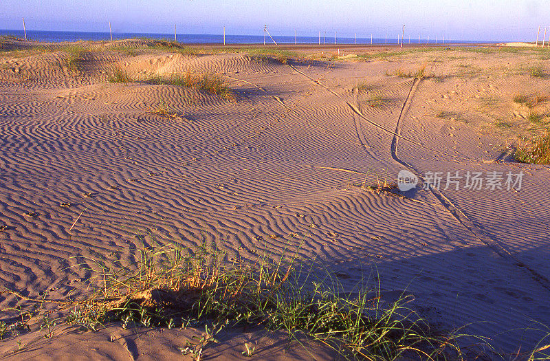 海岸沙丘和植被附近的卡西诺里约热内卢大do Sul巴西南美洲